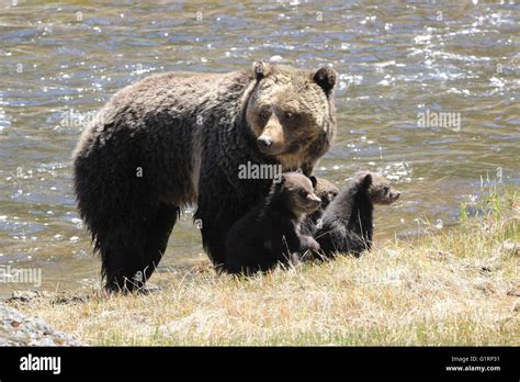 Orso Grizzly Con Cuccioli Immagini E Fotografie Stock Ad Alta