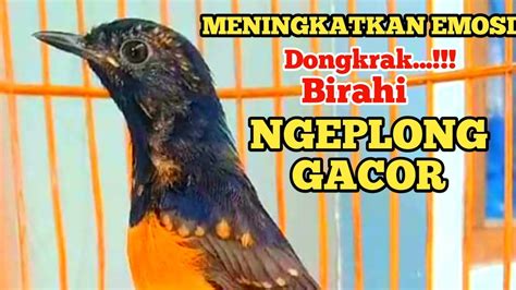 Pancingan Murai Trotol Agar Ngeplong Dan Murai Batu Pastol Bunyi Gacor