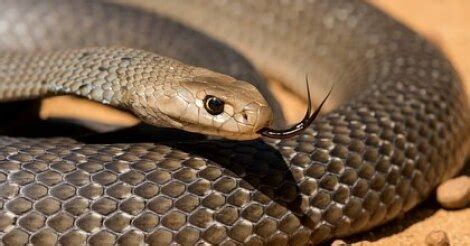 СМИ2 — Одна из самых ядовитых змей в мире укусила ребенка в детском саду