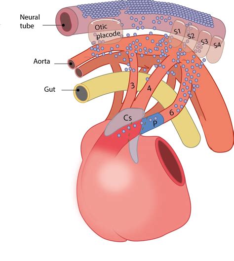 Leiden Drawing Cardiac Neural Crest Migration And Distribution