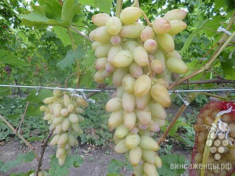 Виноград кураж описание сорта фото