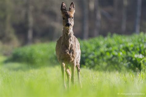 Fondos De Pantalla Ciervo Naturaleza C Sped Fauna Silvestre