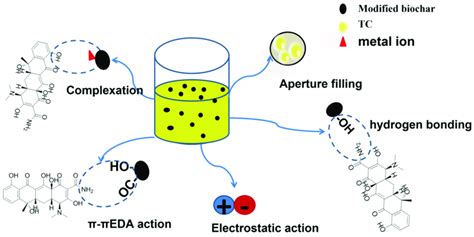 Mechanism Diagram Of TC Adsorption On Activated Crab Shell Biochar