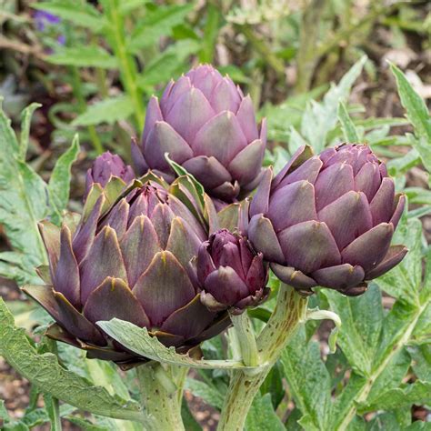 Artichoke Seeds - Violet | Vegetable Seeds in Packets & Bulk | Eden