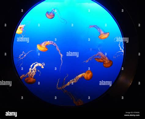 aquarium Vancouver canada jellyfish Stock Photo - Alamy