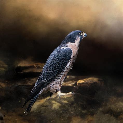 Peregrine Falcon Photograph By Phyllis Taylor Fine Art America