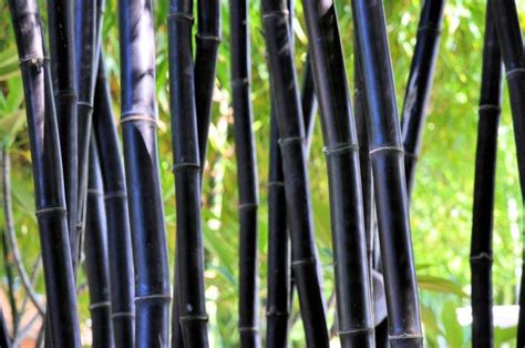 timor black bamboo bambusa lako  invasive clumping etsy