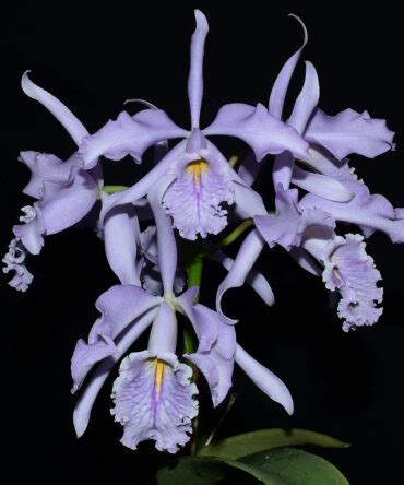 Cattleya Ecuagenera