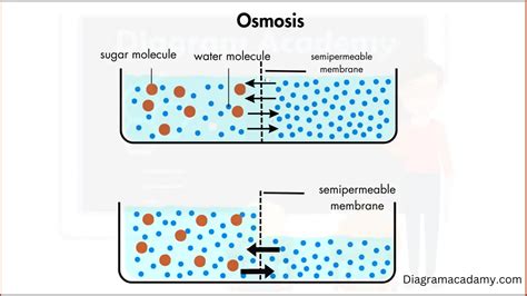 Osmosis Diagram with Explanation