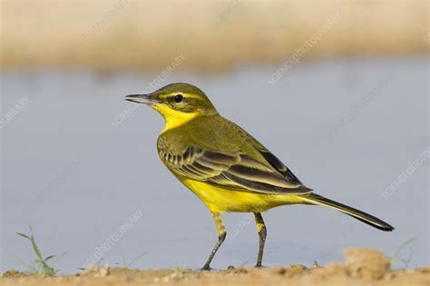 Western Yellow Wagtail Motacilla Flava Stock Image C