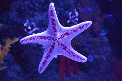 Purple Starfish Stock Photo Image Of Pool Sand Texture 15311638