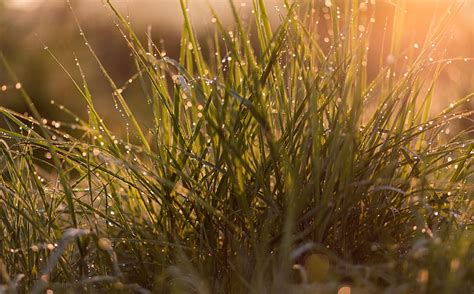 Morning Dew Drops On Grass Ultra Aero Fresh Sunrise Nature Summer