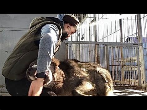 Волк одним укусом парализует всё тело / Продаются волкособы, волк ...