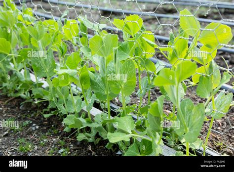 Snow peas planted from seed growing up a chickenwire trellis in ...