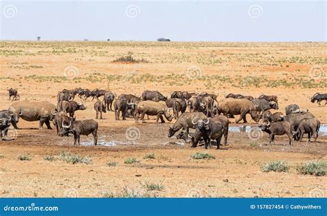 Buffalo And White Rhino Stock Photo Image Of Africa