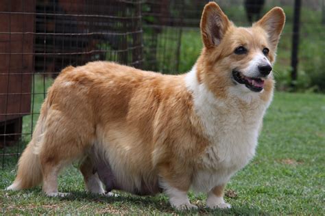 Adult Females Pembroke Welsh Corgis Adult Females