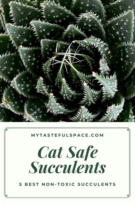 5 Best Non Toxic Succulents That Are Safe For Cats And Easy To Grow