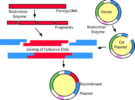 Recombinant DNA Technology - Bio Technology