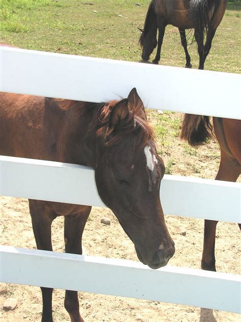 Baby Horses Uconn Has A Big Stable Complex With Barns Pa Flickr