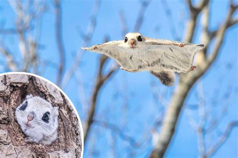 Flying Squirrels: Adorable ‘Forest Ninjas,’ Snapped Gliding Between Tree Branches in Japan | The ...