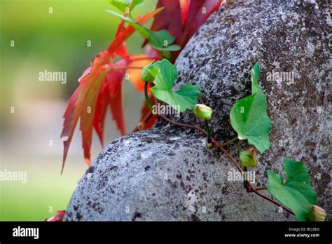 Graves in Kensal Green Cemetery Stock Photo - Alamy