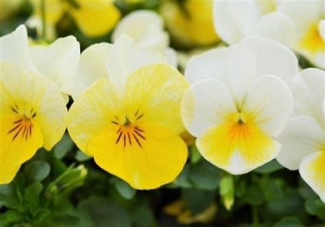 Viola Cornuta Ice Babies Cream Yellow Lip S Klas Onava Lv