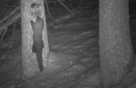 Photos from Yosemite suggest secretive forest predator might be moving ...