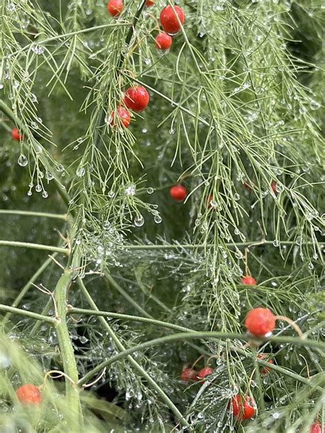 Asparagus Seedpod Dew Free Photo On Pixabay Pixabay