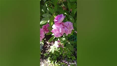 Обзор Роза канадская парковая Тереза Багнет (Бунье) - YouTube