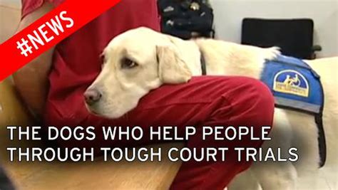 Courthouse Dogs Specially Trained Pooches Sworn In To Comfort