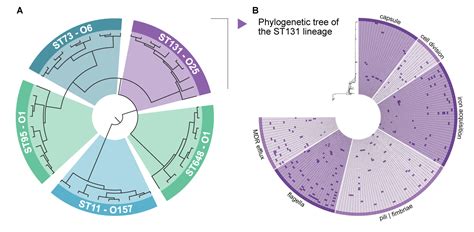 FEMS Microbiology Reviews - Scicomvisuals 