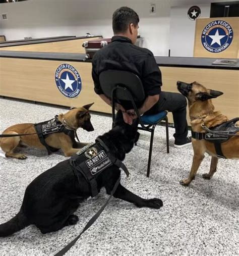 Tr Fico De Drogas No Aeroporto De Viracopos