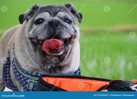 Pug Old Dog Smiling Cute Funny Face Sticking Out Tongue Stock Image