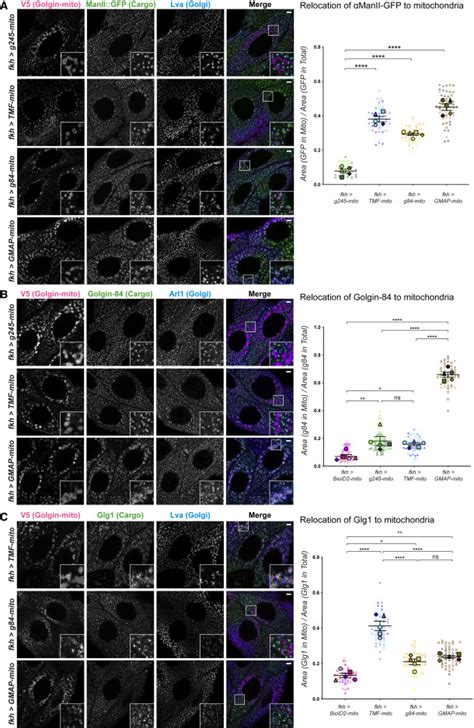 In Vivo Characterization Of Drosophila Golgins Reveals Redundancy And