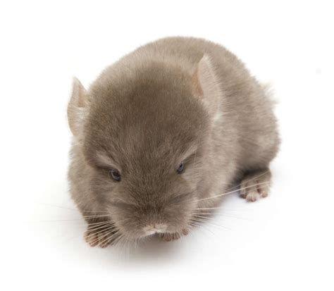 Chinchilla Facts Animal Facts Encyclopedia