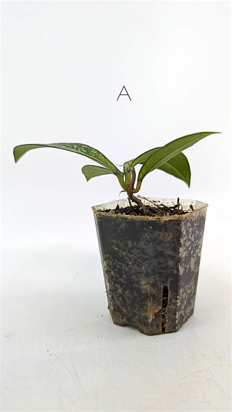 Hoya Crassipetiolata Splash — The Leaf Gallery