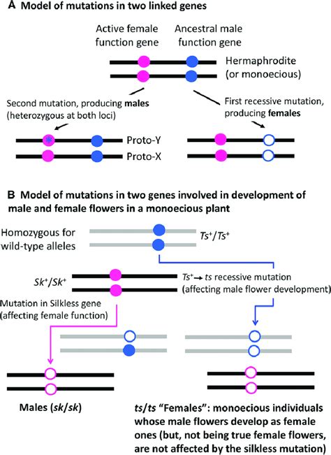 Two Models In Which Two Sex Determining Mutations Produce Males And