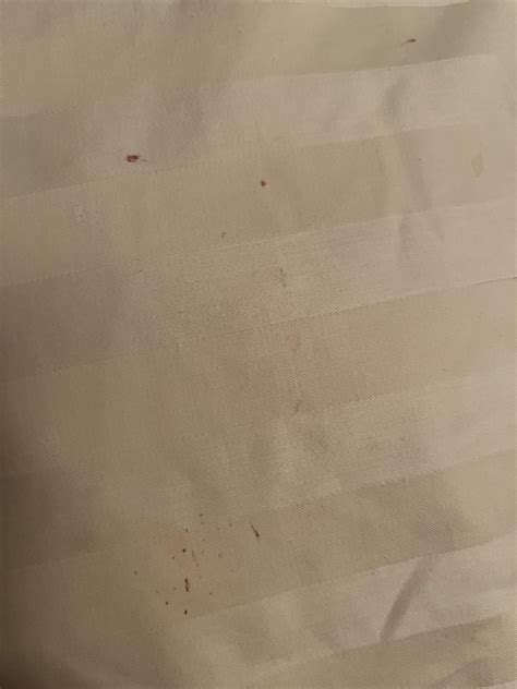 Are These Bed Bug Stains On My Pillow Case Rbedbugs