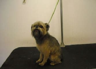 Active Paws Mobile Grooming - Cincinnati 's Mobile Groomer - Brussels ...