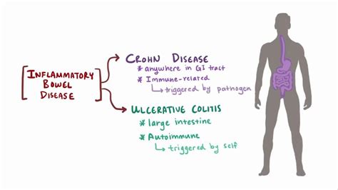 Crohn Disease Video Anatomy Definition And Function Osmosis