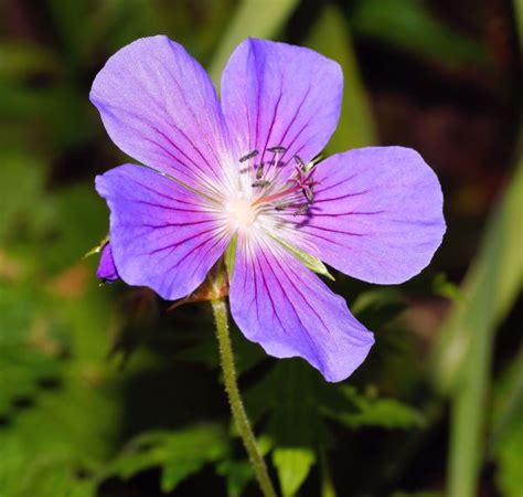 Free Images Nature Blossom Purple Petal Bloom Spring Close