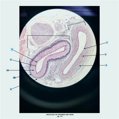 Histology Of Arteries And Veins Microscope Slide Diagram Quizlet