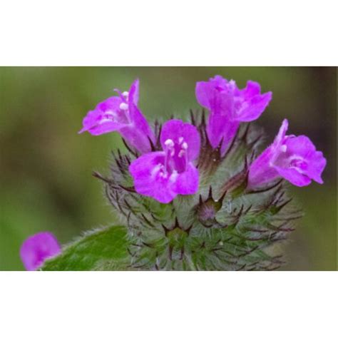 Котешка стъпка стрък, стимулира регенеративните процеси на организма