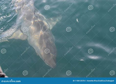 Closeup Of A Great White Shark At Cage Diving In Mossel Bay South