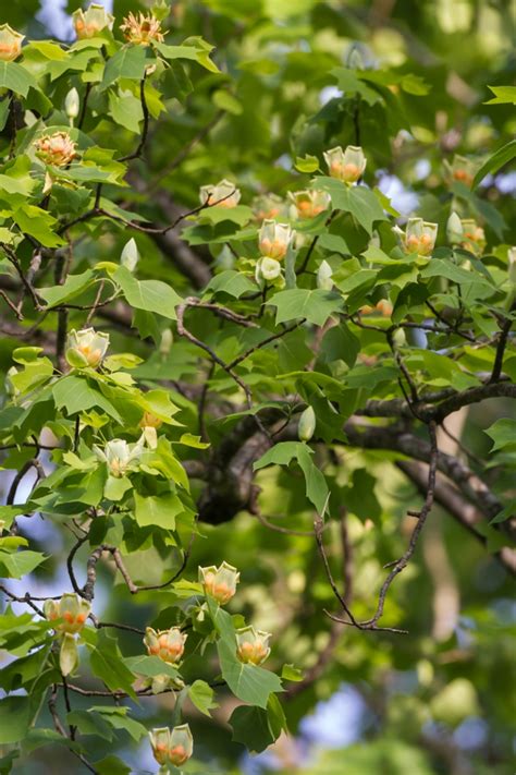 tulip poplar flowers | Roads End Naturalist