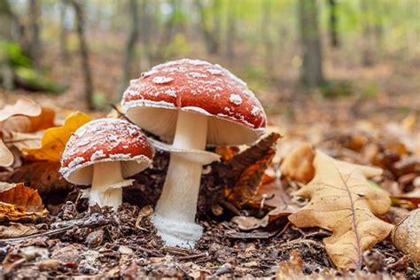 List of Poisonous Mushrooms to Avoid | Toxic Fungi | H&B