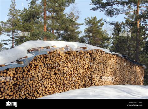 Firewood In Forest Stock Photo Alamy