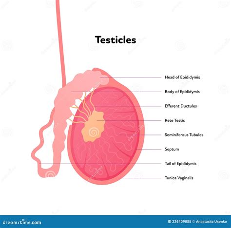 Human Reproductive System Anatomy Inforgaphic Chart Vector Flat