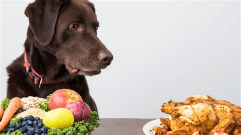 Hundefutter Selber Machen Dein Leitfaden