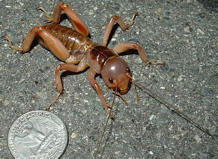 Jerusalem cricket - Wikipedia